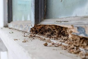 tanda-tanda rumah diserang rayap